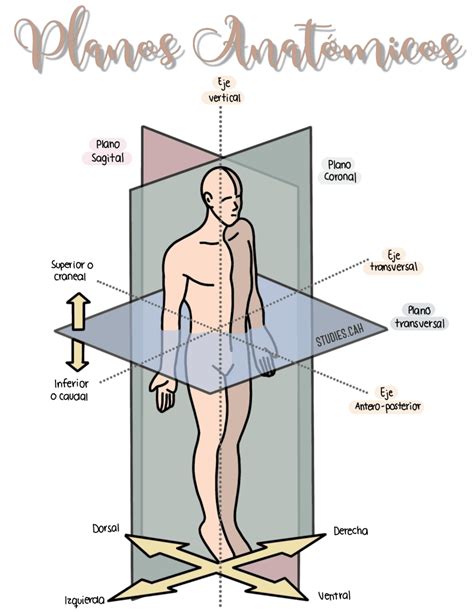 cuales son los planos anatomicos.